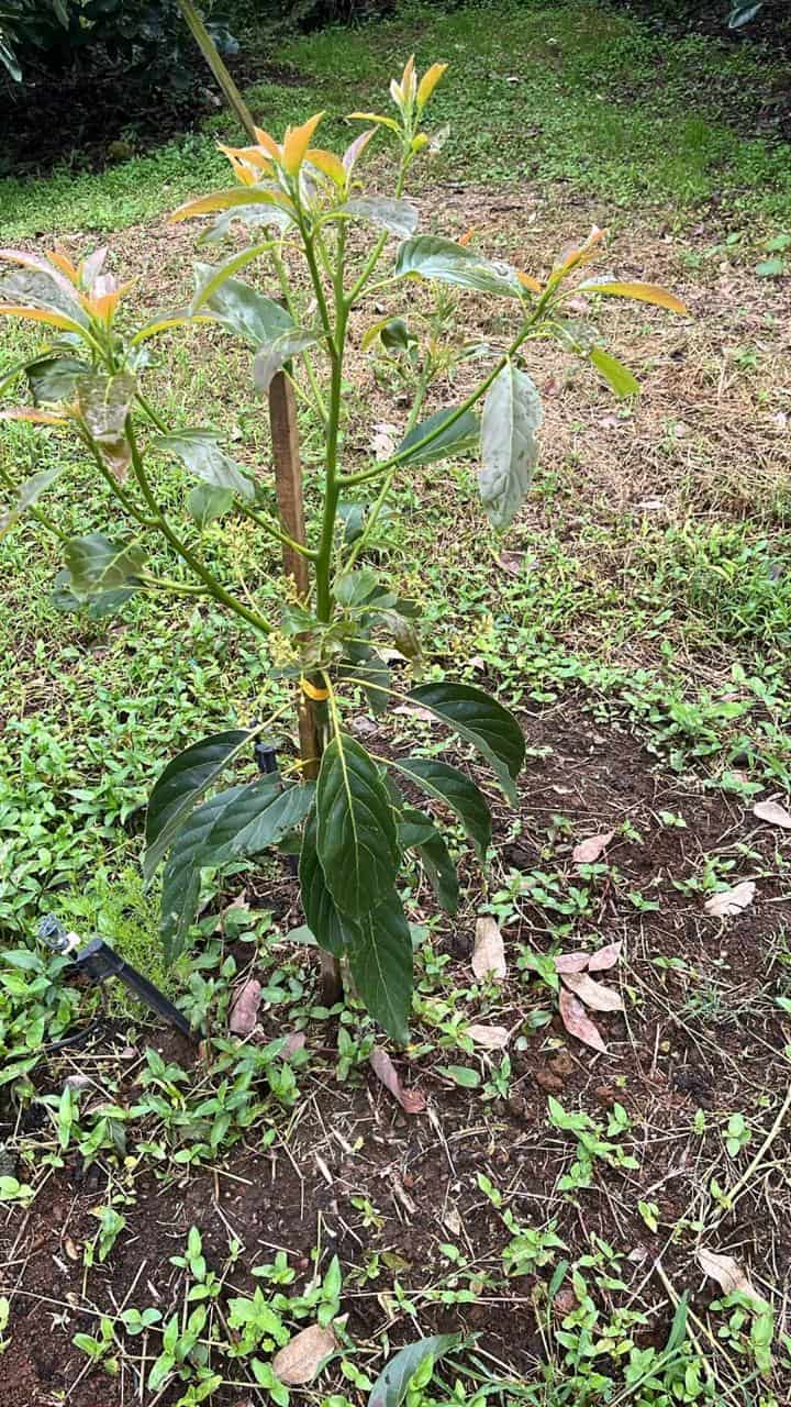 Acti Soil