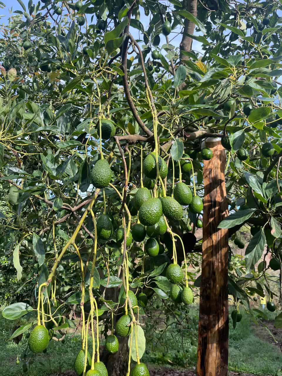 Acti Soil