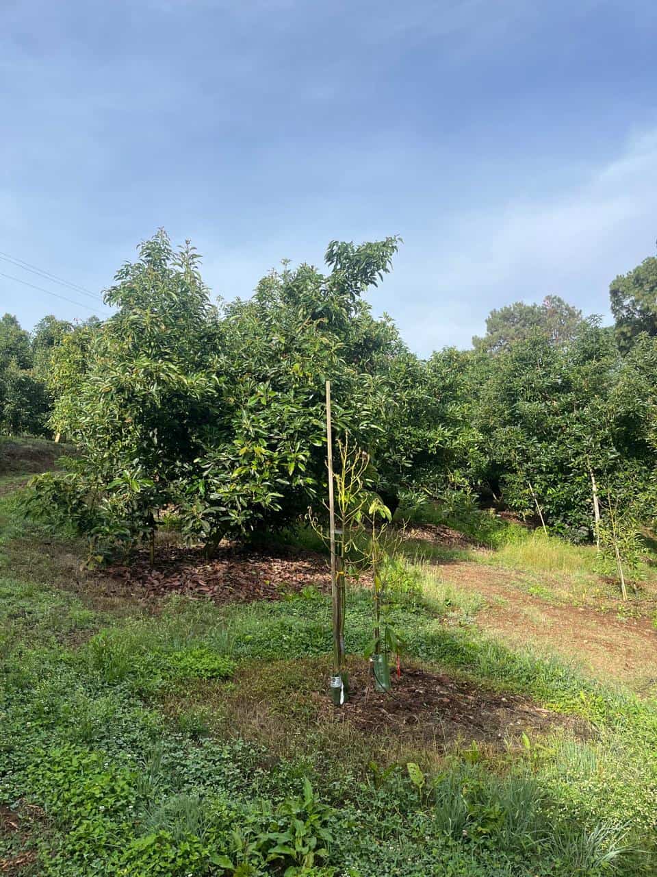 Acti Soil